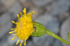 Senecio arnottii