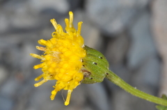 Senecio arnottii