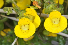 Calceolaria tenella