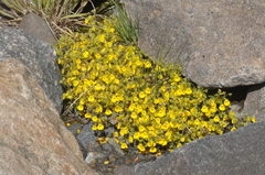 Calceolaria tenella