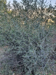 Olea europaea europaea