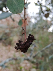 Plagiotrochus cardiguensis