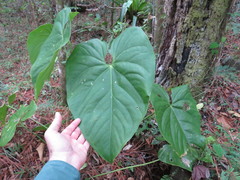 Anthurium huixtlense