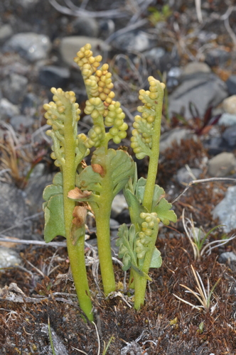 Botrychium dusenii (Botrychium dusenii)