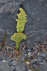 Botrychium dusenii
