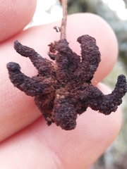 Plagiotrochus cardiguensis