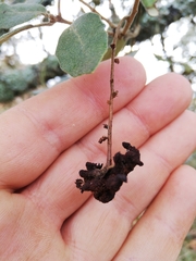 Plagiotrochus cardiguensis