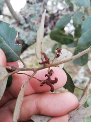 Plagiotrochus cardiguensis