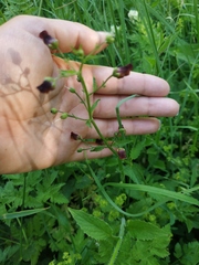 Scrophularia scopolii
