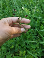 Scrophularia scopolii