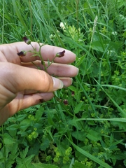 Scrophularia scopolii
