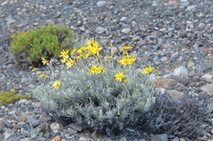 Senecio argyreus
