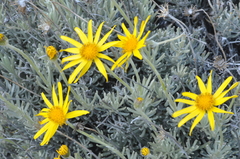 Senecio argyreus