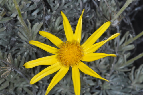 Senecio argyreus, photograph 6