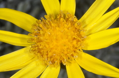 Senecio argyreus