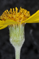 Senecio argyreus