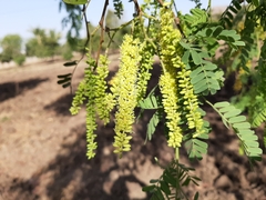 Prosopis cineraria