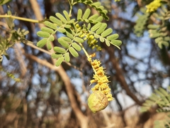 Prosopis cineraria