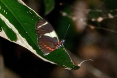 Heliconius sara