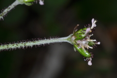 Adenocaulon chilense