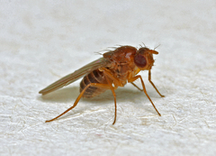 Drosophila funebris