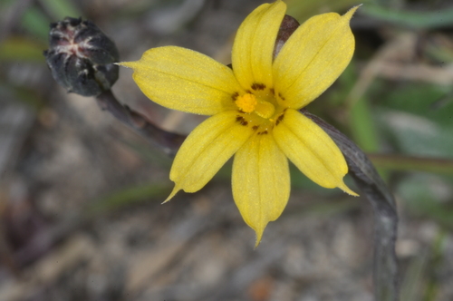 Image of Sisyrinchium patagonicum by (c) aacocucci, some rights reserved (CC BY)