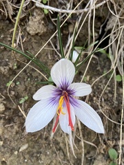 Crocus cartwrightianus