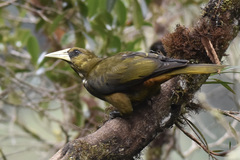 Psarocolius atrovirens