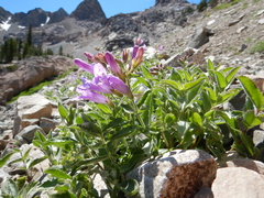 Penstemon montanus