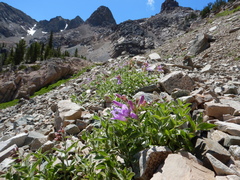 Penstemon montanus