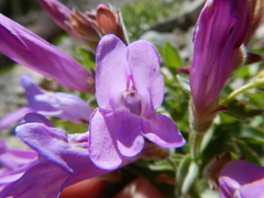 Penstemon montanus