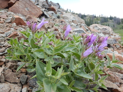 Penstemon montanus