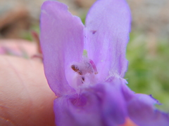 Penstemon montanus