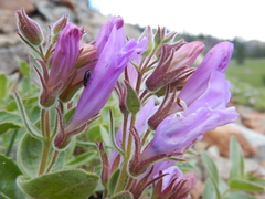 Penstemon montanus