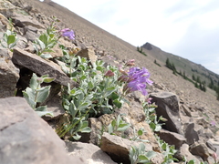 Penstemon montanus