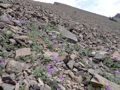 Penstemon montanus