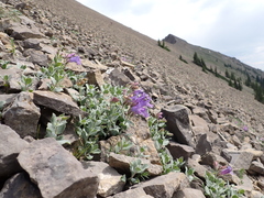 Penstemon montanus
