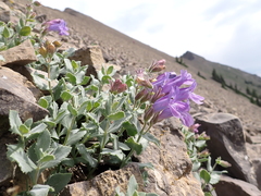 Penstemon montanus