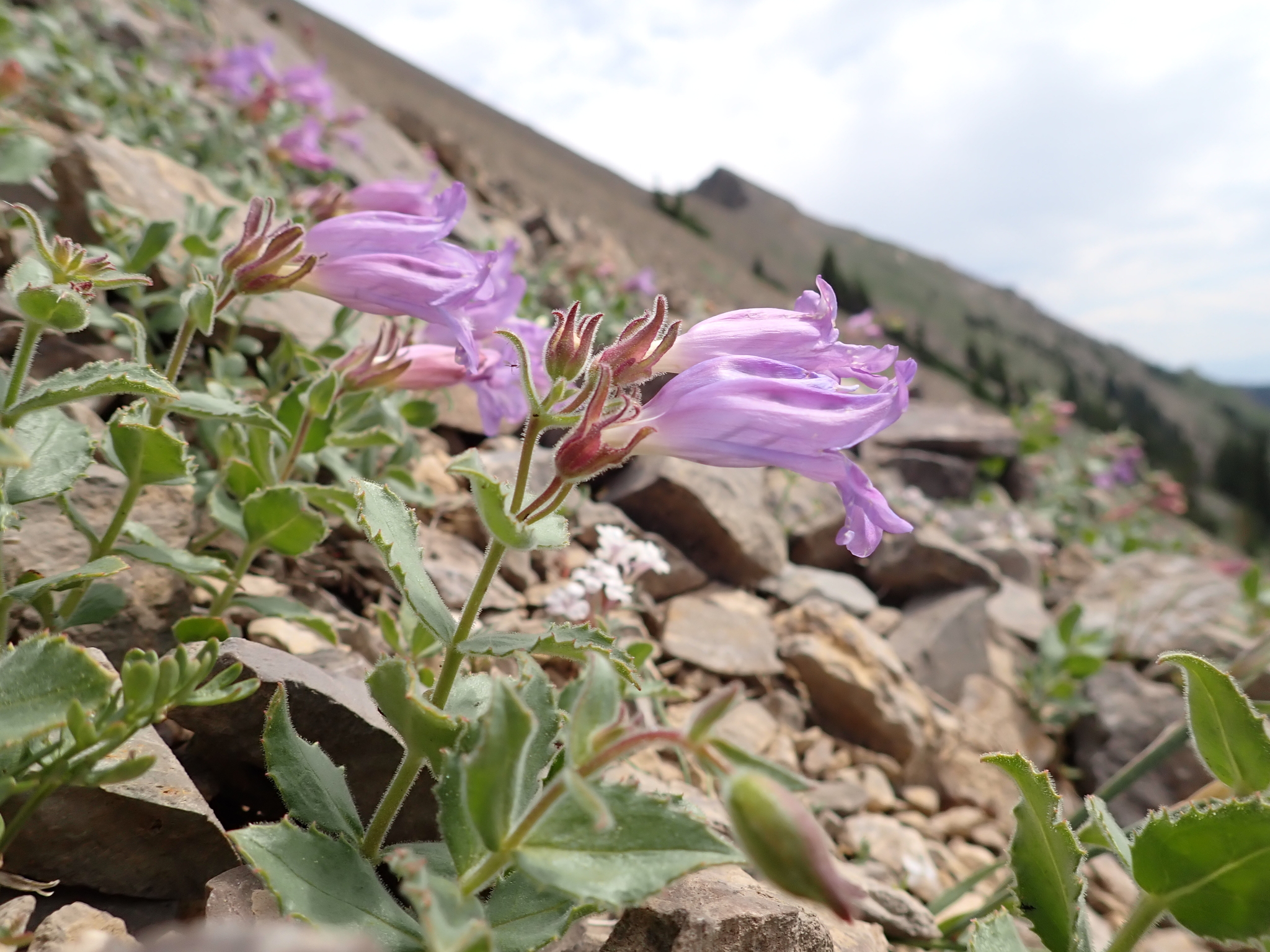 Penstemon montanus