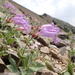 Mountain Penstemon - Photo (c) Matt Lavin, some rights reserved (CC BY-SA)