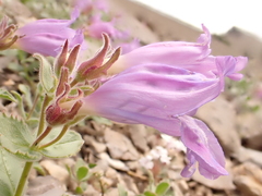 Penstemon montanus