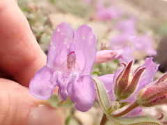 Penstemon montanus