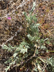 Astragalus malacus
