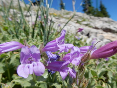 Penstemon montanus