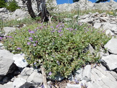 Penstemon montanus