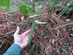Anthurium huixtlense