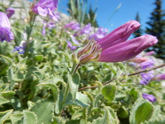 Penstemon montanus