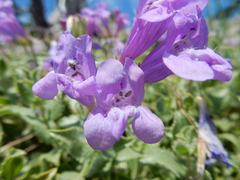 Penstemon montanus