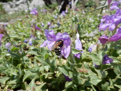 Penstemon montanus