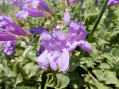 Penstemon montanus